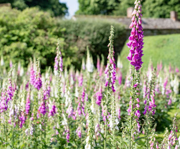 Close-up of purple flowering plants hanging on field