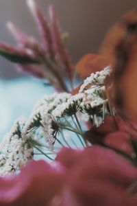 Macro shot of flowering plant