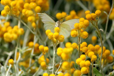 Close-up of yellow flowering plant