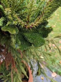 Close-up of pine tree