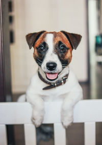 Cute puppy dog jack russell terrier looking at camera in home