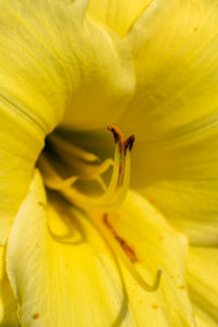 Close-up of yellow flower