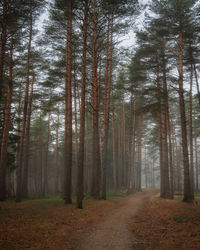 Dirt road amidst trees in forest