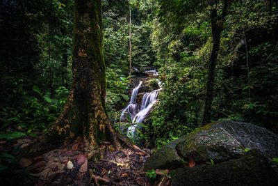 Plants and trees in forest