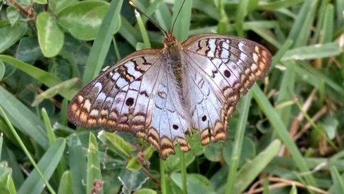 Close-up of butterfly on plant