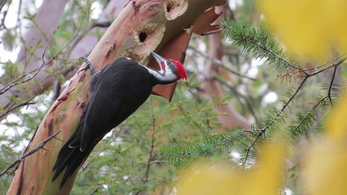 Low angle view of a bird