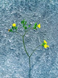 Close-up of yellow flowers