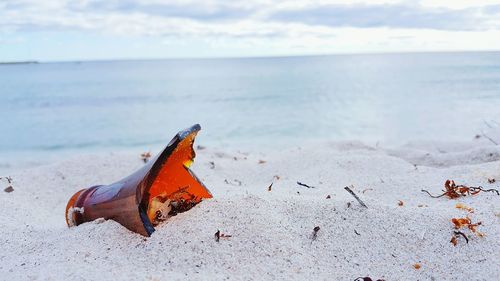 Butterfly flying over beach