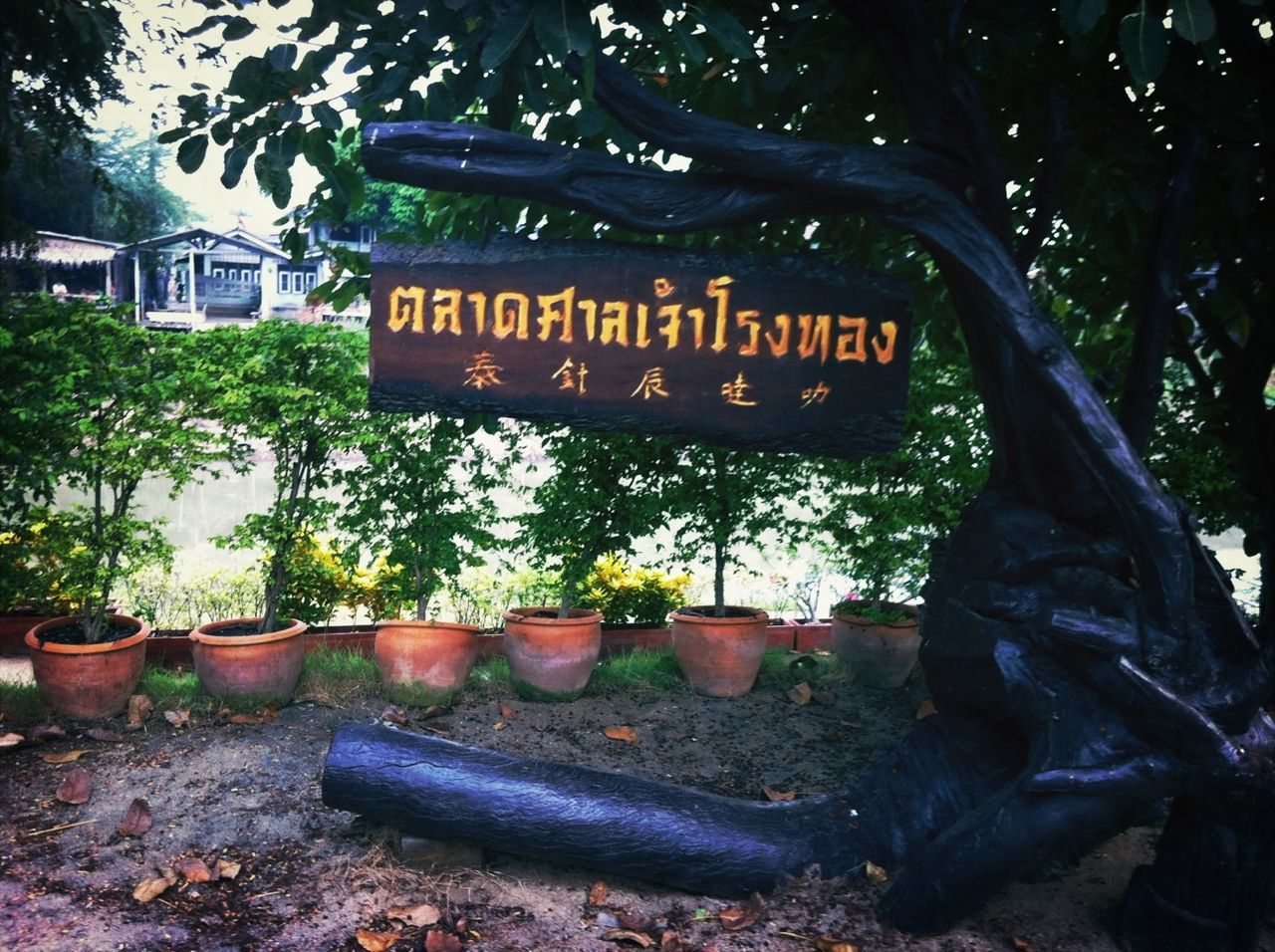 tree, text, western script, communication, abandoned, growth, old, obsolete, outdoors, day, tree trunk, damaged, no people, run-down, wood - material, non-western script, nature, leaf, deterioration, branch