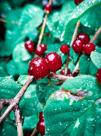 Close-up of red berries growing on tree