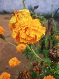 Close-up of yellow flower