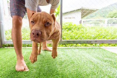 Dog running on field