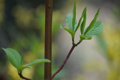 Close-up of plant against blurred background