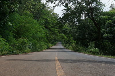 Road amidst trees in forest