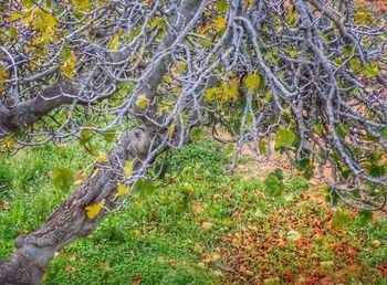 Bare trees in forest