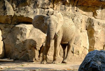 View of elephant in zoo