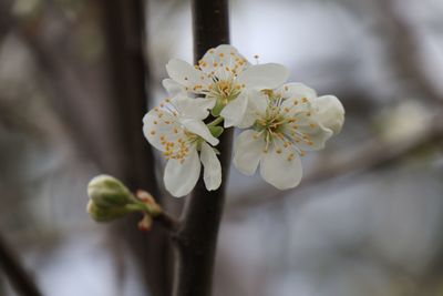 Close-up of white cherry blossom