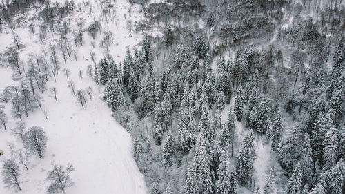 Snow covered trees in forest