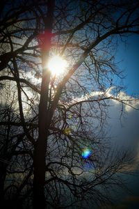Low angle view of sun shining through tree