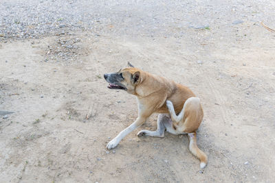 High angle view of dog sitting on land