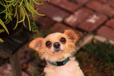 High angle portrait of chihuahua on field