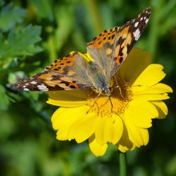 Butterfly on yellow flower