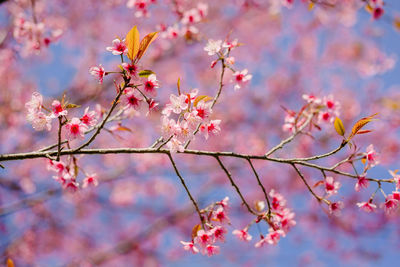 Low angle view of pink cherry blossom