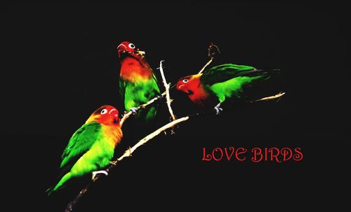 Close-up of parrot perching on leaf over black background