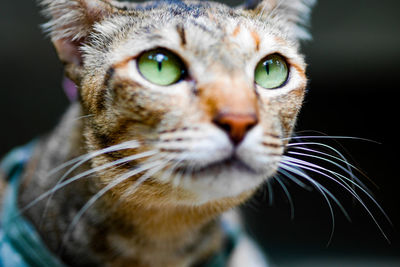 Close-up portrait of cat