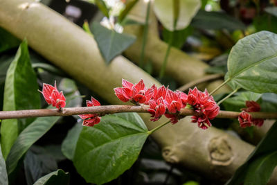Close-up of insect on red flower