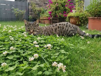 Cat relaxing on grassy field