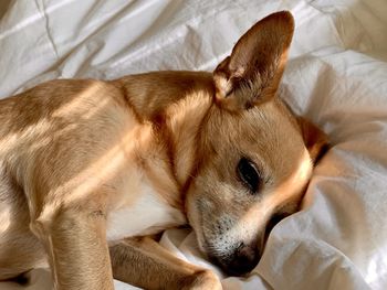 Close-up of a dog sleeping on bed