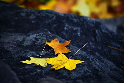 Close-up of yellow maple leaf on rock