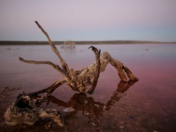 Driftwood on beach