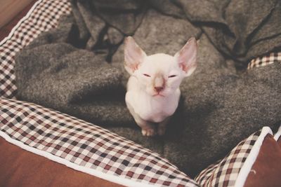 Close-up of cat resting on sofa