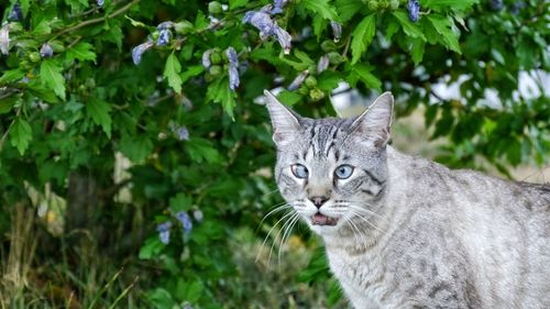 Portrait of cross-eyed cat