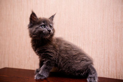 Kitten sitting on floor against wall