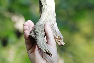 Close-up of hand holding tree trunk