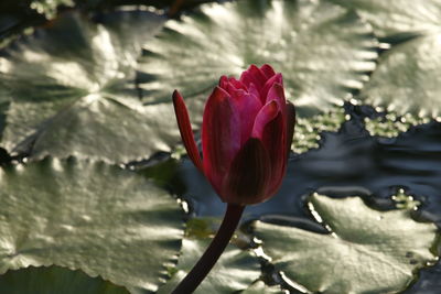 Close-up of red flower blooming outdoors