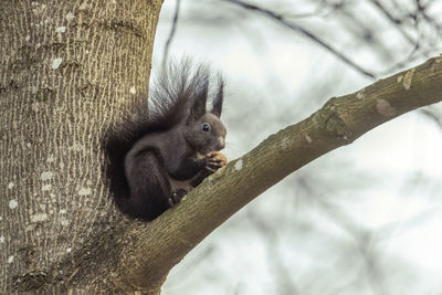 Close-up of monkey on tree trunk