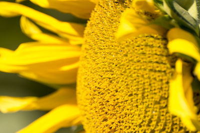 Close-up of yellow flowering plant