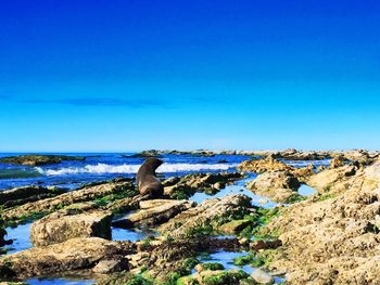 Bird on rock by sea against clear blue sky