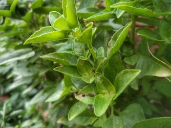 Close-up of green leaves