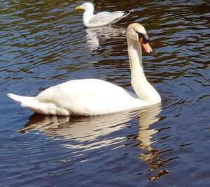 Swans swimming in lake