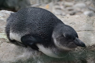 High angle view of penguin sleeping