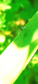 Close-up of ant on plant