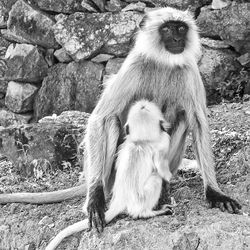 Sheep sitting on rock