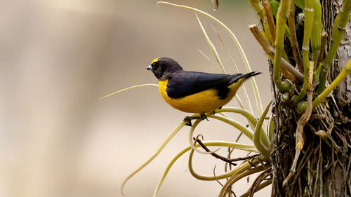 Close-up of bird perching on branch