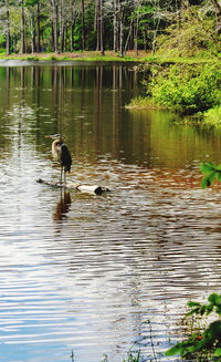 Ducks in a lake