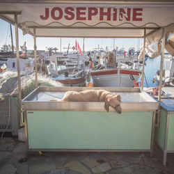 View of a dog sleeping